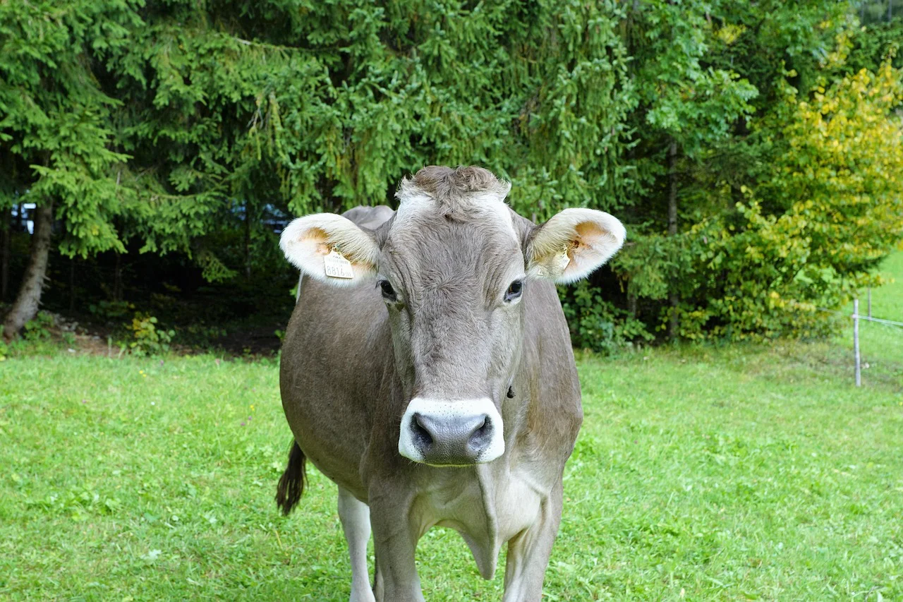 Dây chuyền sản xuất sữa bột với hệ thống lọc sắt công nghiệp