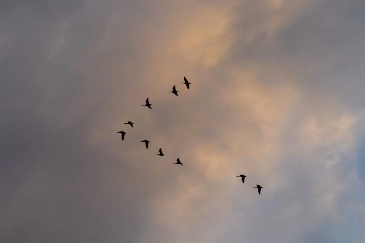 Động vật sử dụng từ trường Trái Đất để di cư