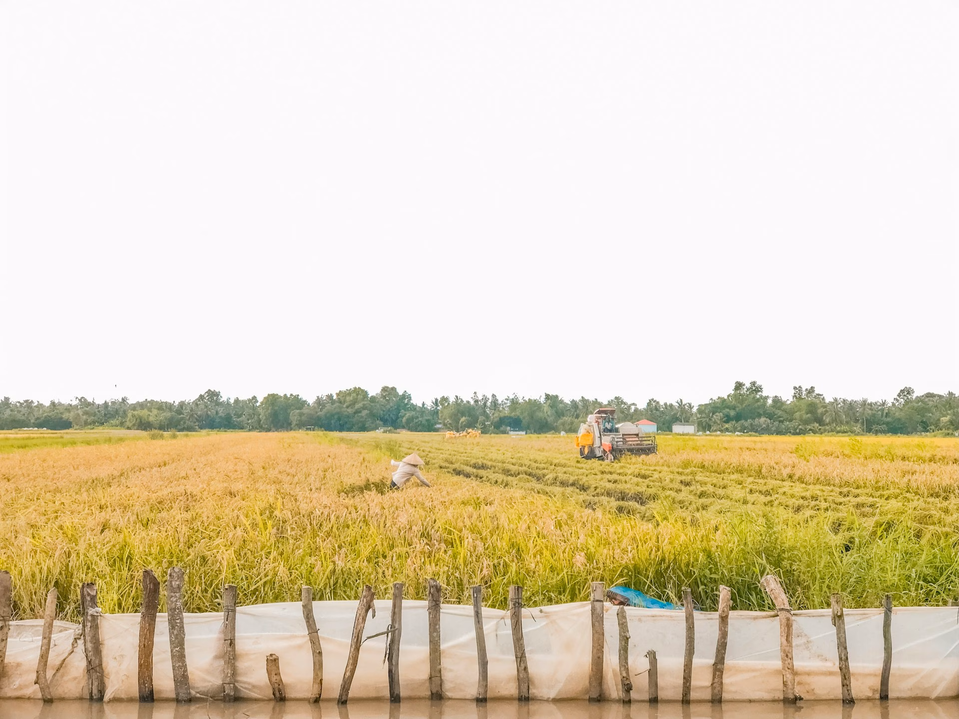Thu hoạch lúa tại đồng bằng sông Cửu Long Việt Nam